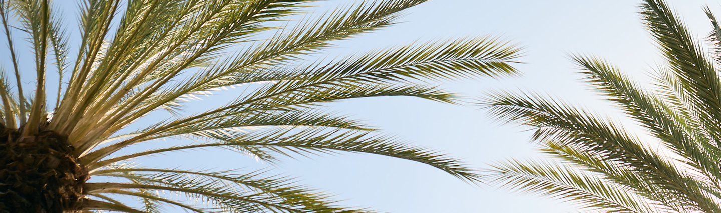 Palm trees
