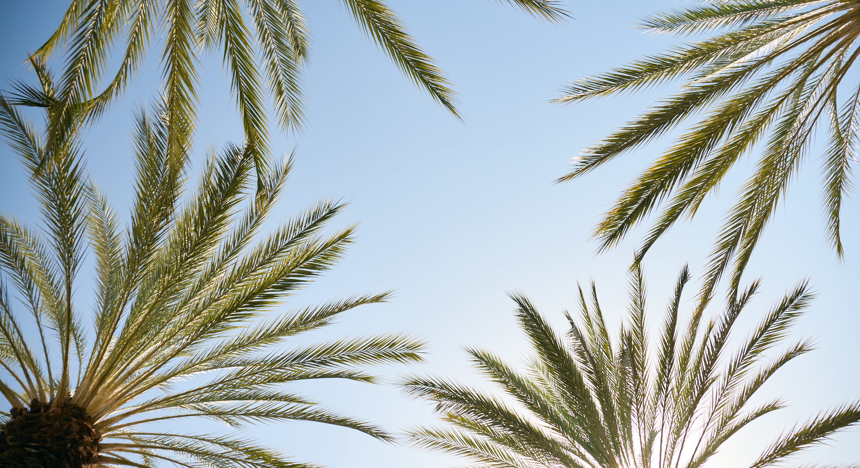 Palm trees